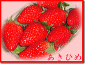 こだわりの大きくてあま〜い苺“あきひめ”